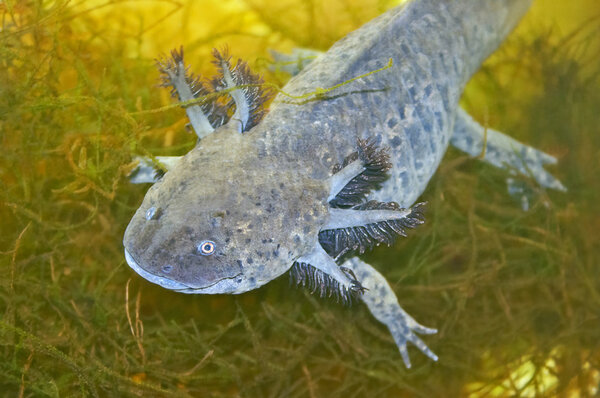 axolotl top view