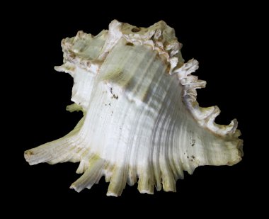 Chicoreus