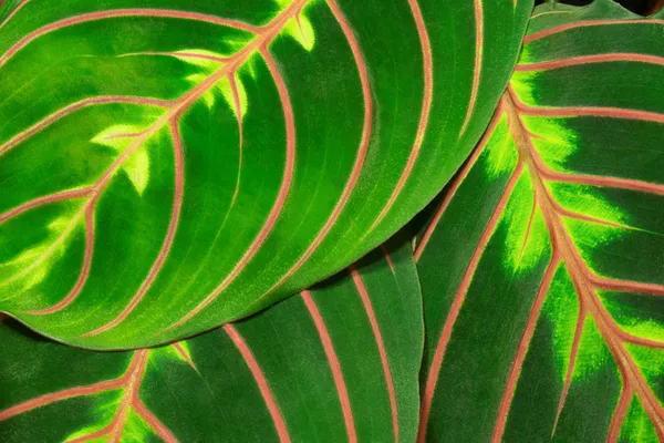 Maranta — Stockfoto