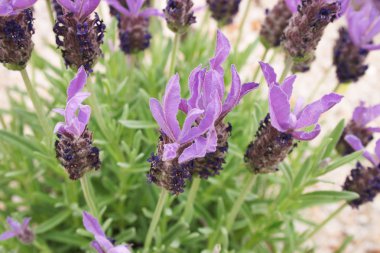 Lavandula stoechas