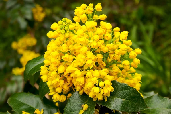 Mahonia aquifolium — Stockfoto