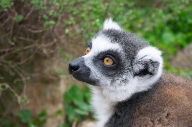 Lemur catta