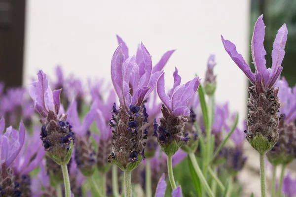 Lavender flowers with ant — Stock Photo, Image