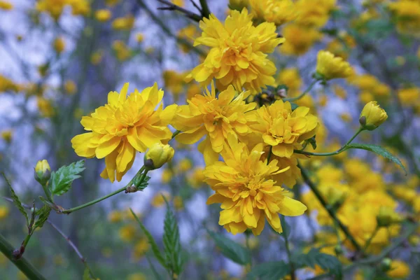 Kerria japonica — Stockfoto