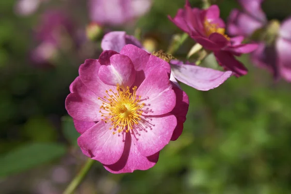 De heer Rosa Canina — Stockfoto