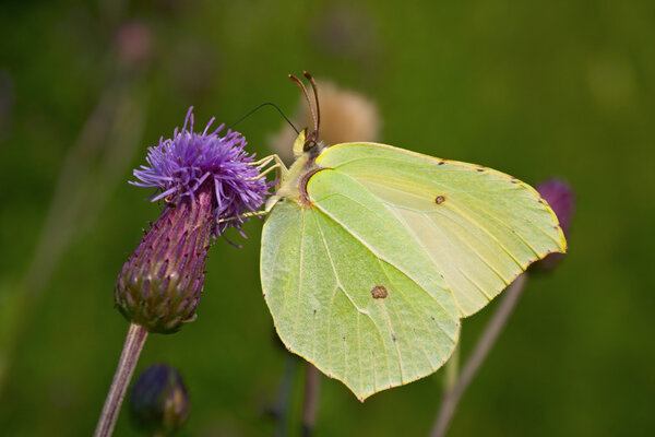 Gonepteryx rhamni