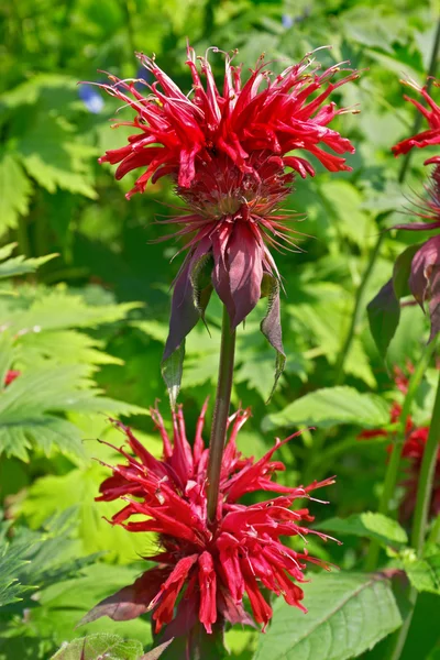 Leonotis — Stockfoto