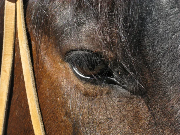 Cavalo-olho — Fotografia de Stock