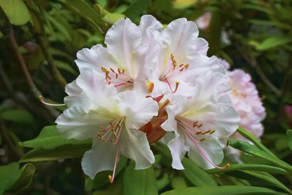 Rhododendron wit — Stockfoto