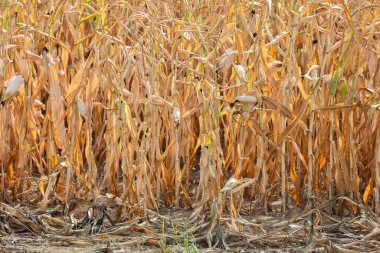 2022 yazında yaşanan kuraklık sırasında Hollanda mısır tarlaları kurak ve kavrulmuş.