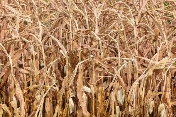 2022年夏天干旱和干枯的荷兰玉米地 — 图库照片