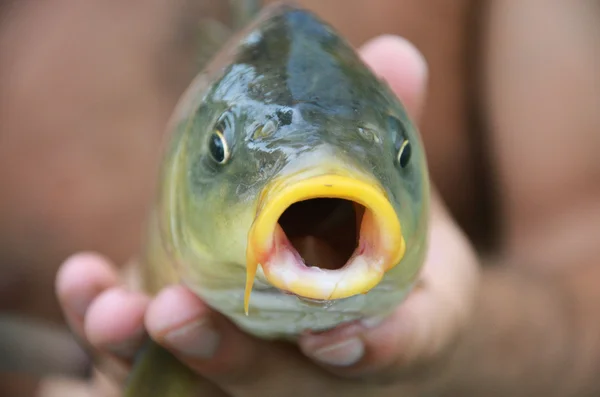 Fish with open mouth