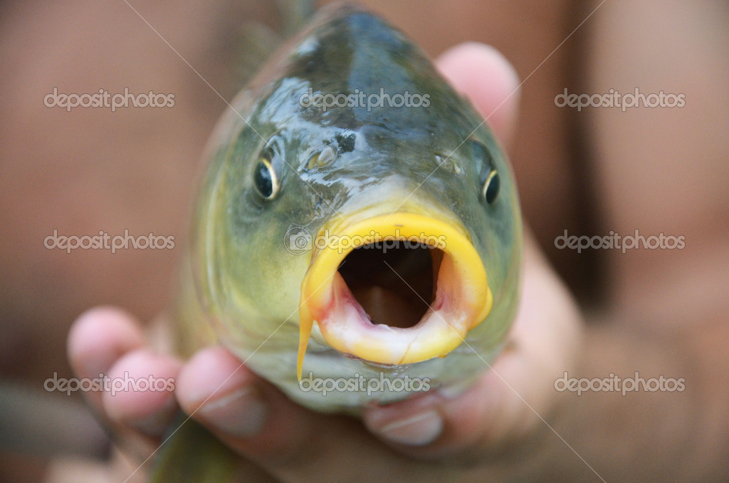 Fish with open mouth — Stock Photo © amiga2005 #28727527