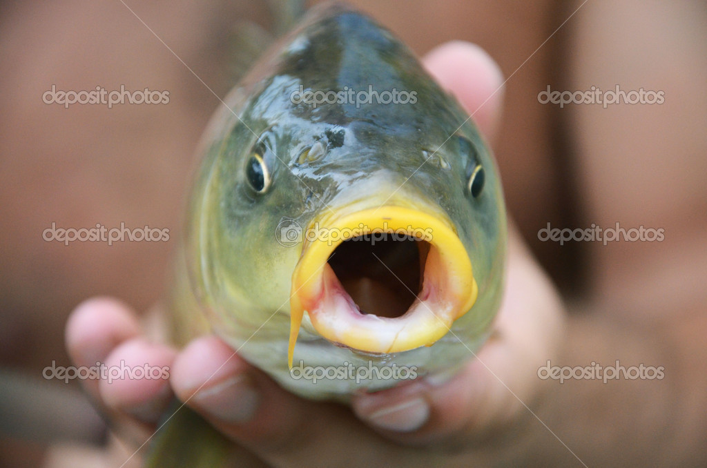 Fish with open mouth Stock Photo by ©amiga2005 28727527