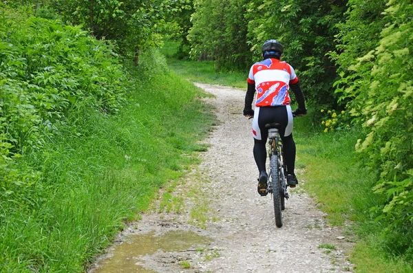 Rowerzysta na drodze mokrej lasu Obrazy Stockowe bez tantiem