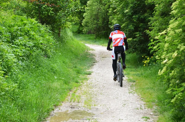 Kerékpáros az erdőben Stock Kép