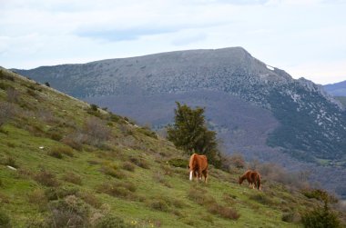 dağın üzerinde iki at