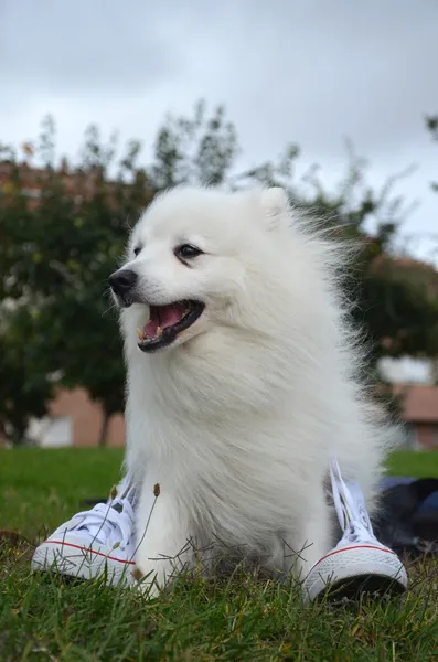 Szpic Japoński psa i białe Adidasy Obrazy Stockowe bez tantiem