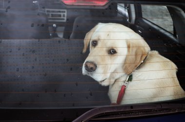 Köpek arabada.