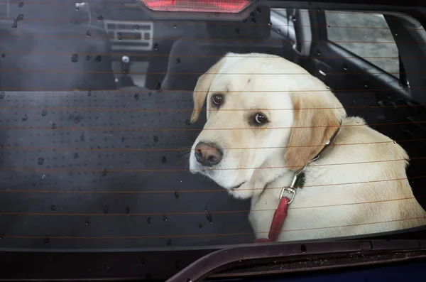 Dog in the car — Stock Photo, Image