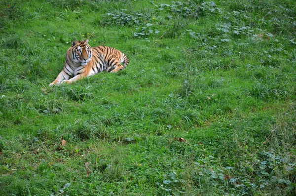 Тигр отдыхает в зеленой траве — стоковое фото