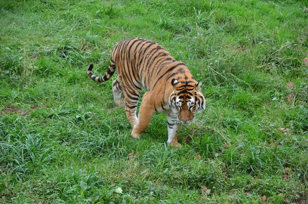 Tygrys przechodzi w trawie — Zdjęcie stockowe