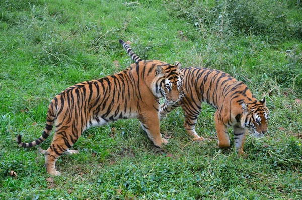 दोन जात वाघ — स्टॉक फोटो, इमेज