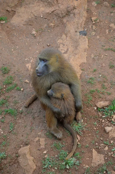 Filhote e macacos fêmeas — Fotografia de Stock