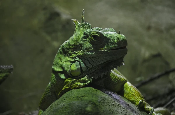 Iguana verde primer plano —  Fotos de Stock