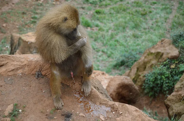 Pissing male monkeys — Stock Photo, Image