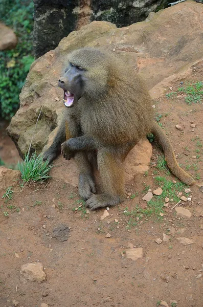 Screaming monkey — Stock Photo, Image