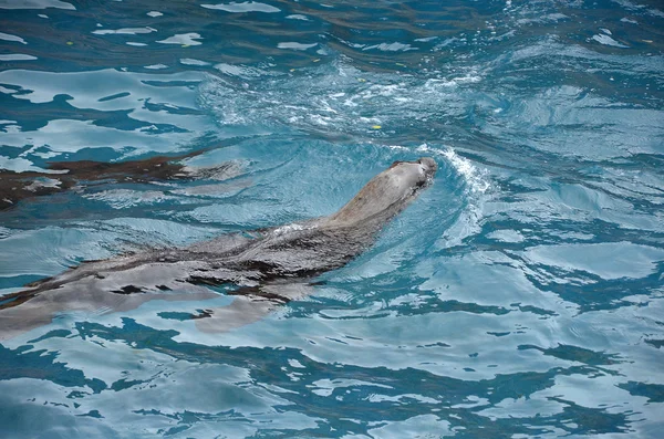 Zwei Seelöwen im Wasser — Stockfoto