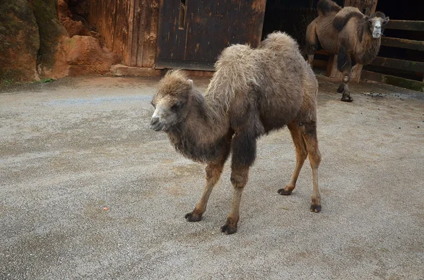 Cub camel, side view — Stock Photo, Image