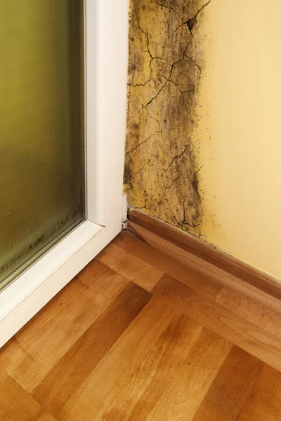 Moisture and mold — Stock Photo, Image