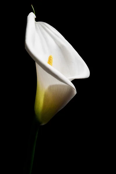 Calla blanche — Photo