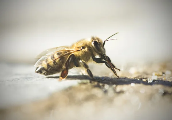 Jediná včela — Stock fotografie