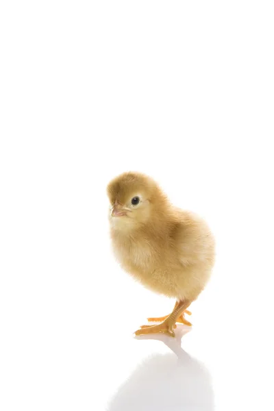 Babyhuhn — Stockfoto