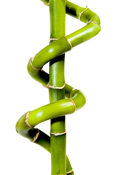 Bamboo — Stock Photo, Image