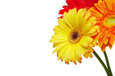 Gerber papatya çiçekleri