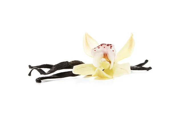 Haricots de vanille avec orchidée — Photo