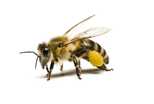 Abeja sobre blanco — Foto de Stock