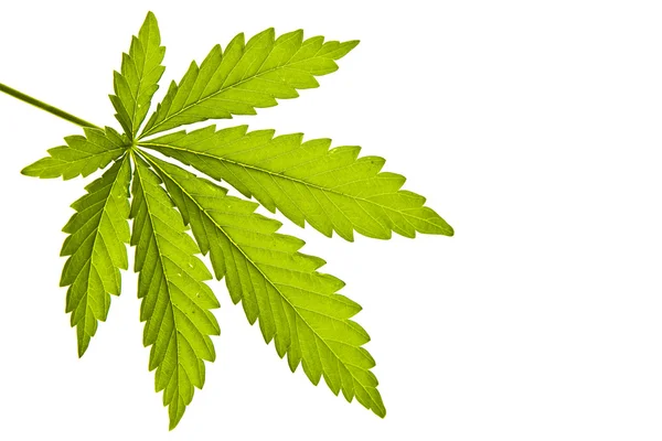 Marihuana-Blatt — Stockfoto