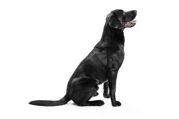 Zwarte labrador — Stockfoto