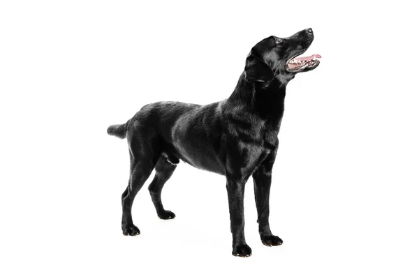 Labrador negro — Foto de Stock