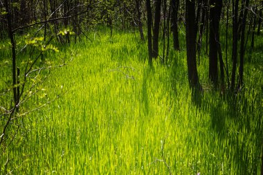 ormandaki yeşil çimen