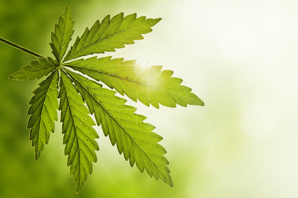 Marijuana leaf