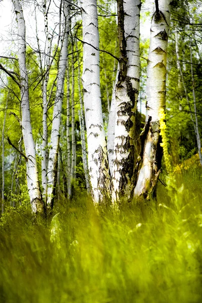 Primavera en el bosque —  Fotos de Stock