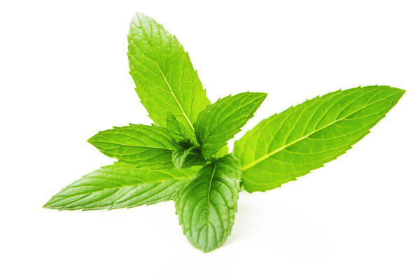 Свежая мята
