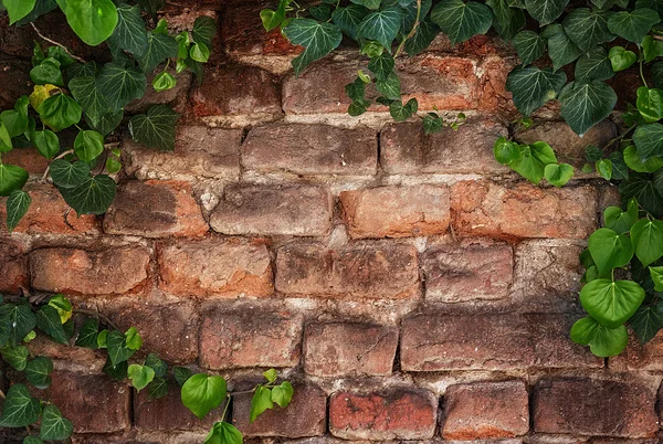 Břečťan rám na starou cihlovou zeď — Stock fotografie