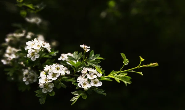 Branch of flowers